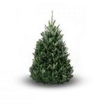 Abies fraseri - Kerstboom - Fraserspar