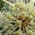 Fatsia japonica