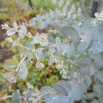 Eucalyptus gunnii 'Azura' - Koortsboom