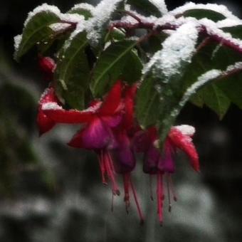 Fuchsia 'Army Nurse'