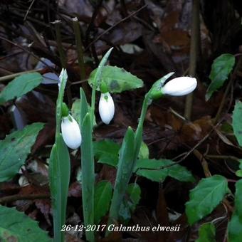 Galanthus elwesii