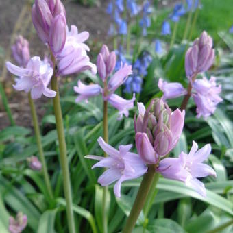 Hyacinthoides hispanica 'Rose'