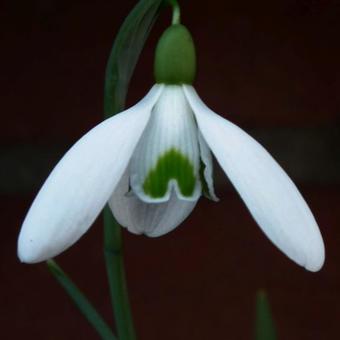 Galanthus nivalis 'Magnet'