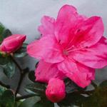 Rhododendron molle subsp. japonicum (rood) - Japanse azalea