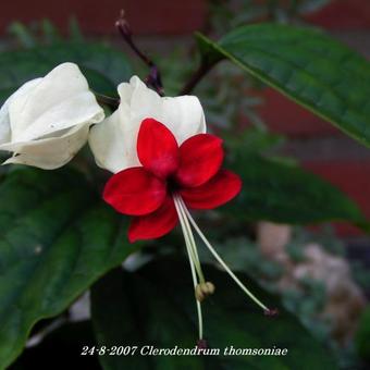 Clerodendrum thomsoniae