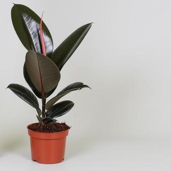 Ficus elastica 'Abidjan'