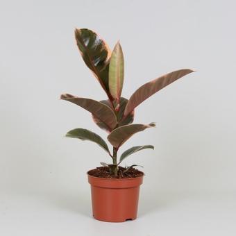 Ficus elastica 'Belize'