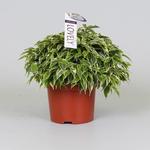 Ficus benjamina 'Lovely' - Treurvijg