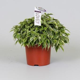 Ficus benjamina 'Lovely'