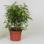 Ficus benjamina 'Natasja' - Treurvijg