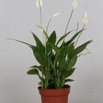 Spathiphyllum 'Korto' - Lepelplant