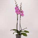 Phalaenopsis 'Marillion' - Vlinderorchidee