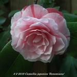 Camellia japonica 'Bonomiana' - Camelia