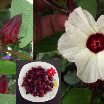 Hibiscus sabdariffa