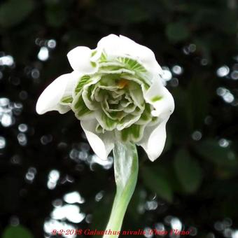 Galanthus nivalis 'Flore Pleno'