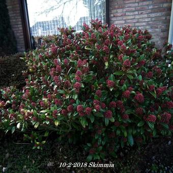 Skimmia