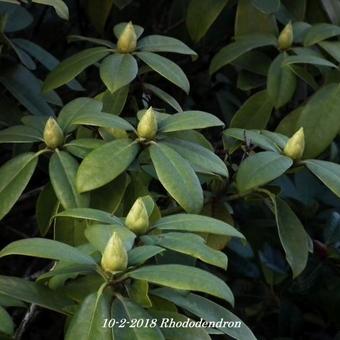 Rhododendron/Azalea