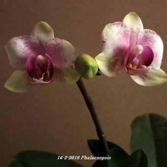 Phalaenopsis