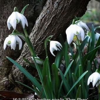 Galanthus nivalis 'Flore Pleno'