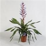 Aechmea ‘Blue Rain’ - Kokerbromelia