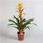 Guzmania 'Sunny Time' - Guzmania