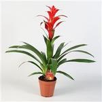 Guzmania 'Rostara' - Guzmania