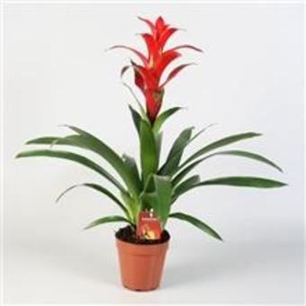 Guzmania 'Rostara'