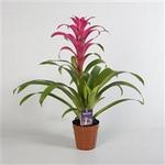 Guzmania 'Passion' - Guzmania