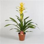 Guzmania 'Mirador' - Guzmania