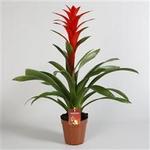 Guzmania 'Brimstone' - Guzmania