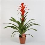 Guzmania 'Allura' - Guzmania