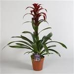 Guzmania 'Indian Night' - Guzmania