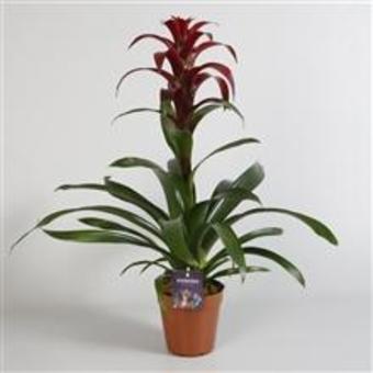 Guzmania 'Indian Night'