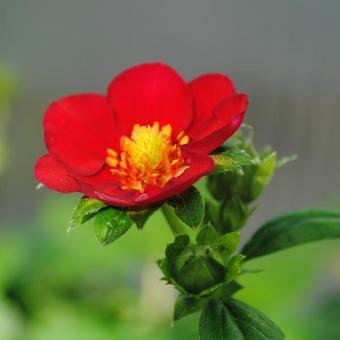 Fragaria x ananassa 'Ruby Ann'