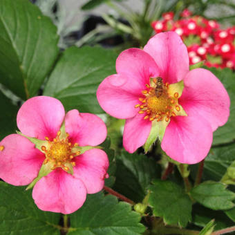 Fragaria x ananassa 'Toscane'