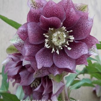 Helleborus orientalis