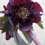 Helleborus orientalis 'Purple Pink Pompon' - Nieskruid