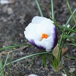 Crocus species 'Prins Claus' - Krokus