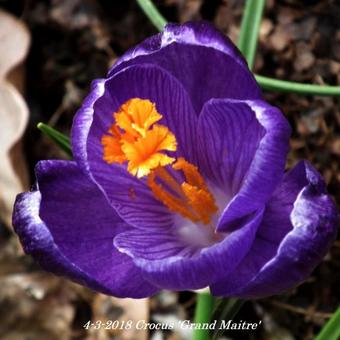 Crocus 'Grand Maitre'