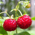 Fragaria vesca 'Reine des Vallées - Bosaardbei