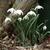 Galanthus nivalis 'Flore Pleno'