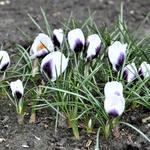 Crocus species 'Prins Claus' - Krokus