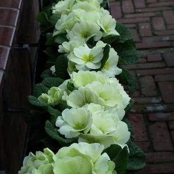 Primula polyanthus