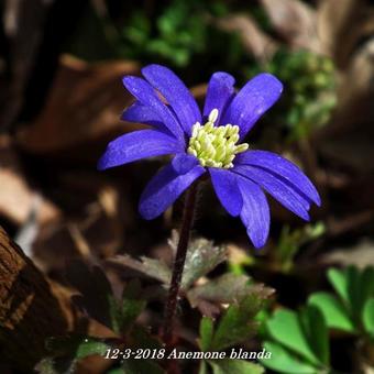 Anemone blanda