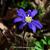 Anemone blanda