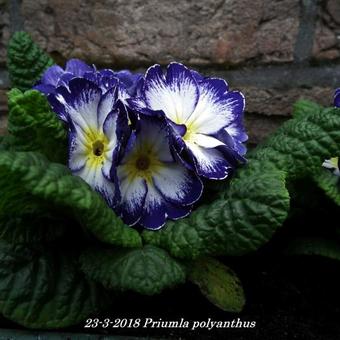 Primula polyanthus