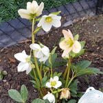 Helleborus niger 'Happy Days' - Kerstroos