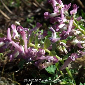 Corydalis solida