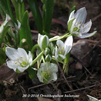 Ornithogalum balansae