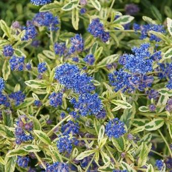 Ceanothus 'Lemon and Lime'